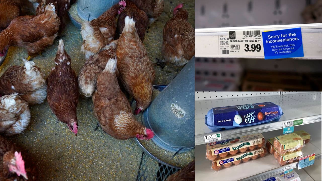 ¿Rentarías un gallinero? La escasez y los altos precios de los huevos genera oportunidades de negocio en Los Ángeles