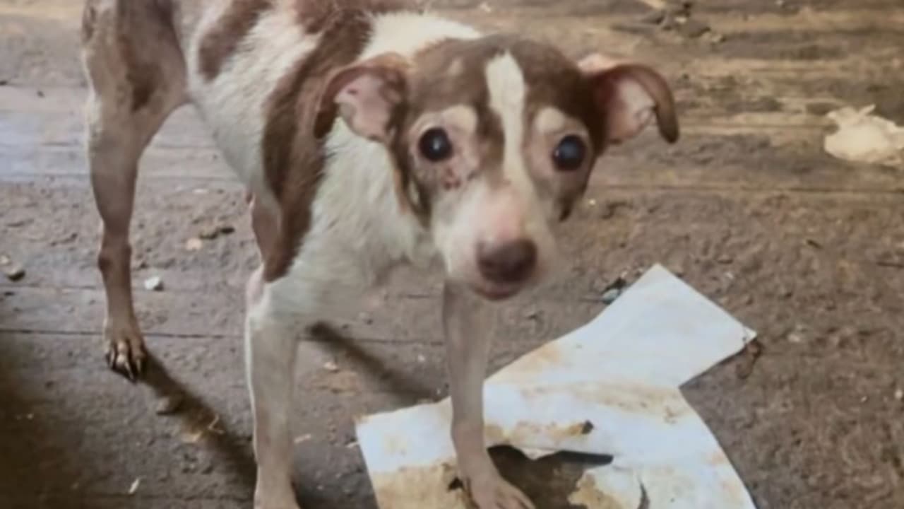 La Sociedad Protectora de Animales de Houston ha rescatado a 
<b>82 animales tras dos denuncias de casos de maltrato animal, no relacionados entre sí, ocurridos en menos de 24 horas</b> en el área metropolitana de Houston.