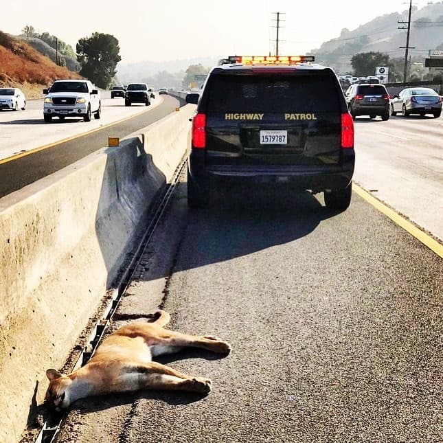 Al menos 21 pumas han sido atropellados y asesinados por automóviles desde 2002 en el sur de California.
<br>Esta imagen es cortesía de la Patrulla de Caminos de West Valley y reporta el mortal accidente en la autopista 101 en Calabasas California, el pasado 23 de septiembre.