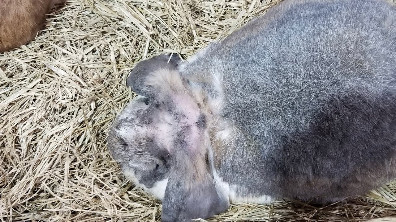 Algunos de los animales presentaban síntomas de sarna.