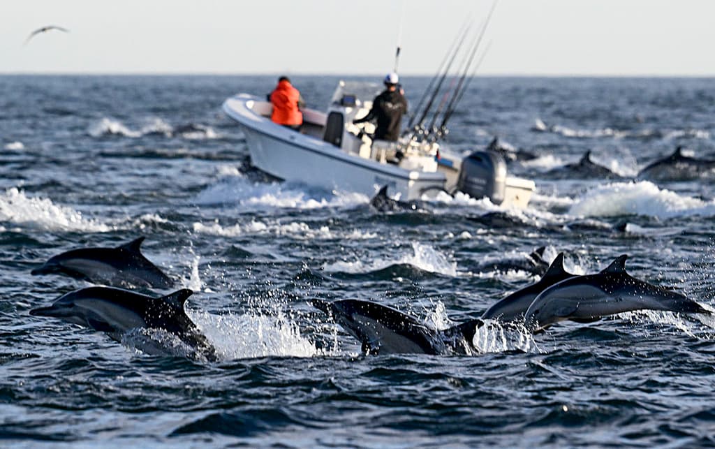 Estos pequeños delfines son la razón principal de que las ballenas orca se nieguen a dejar San Diego.