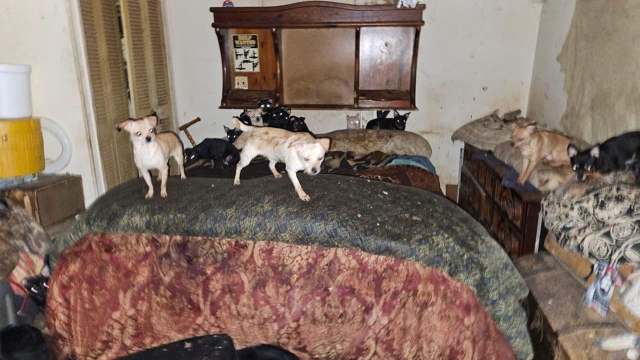 En tanto, la organización 
<b>pide ayuda para recaudar fondos</b> para solventar los gastos de mantenimiento, aseo y esterilización de los animales.