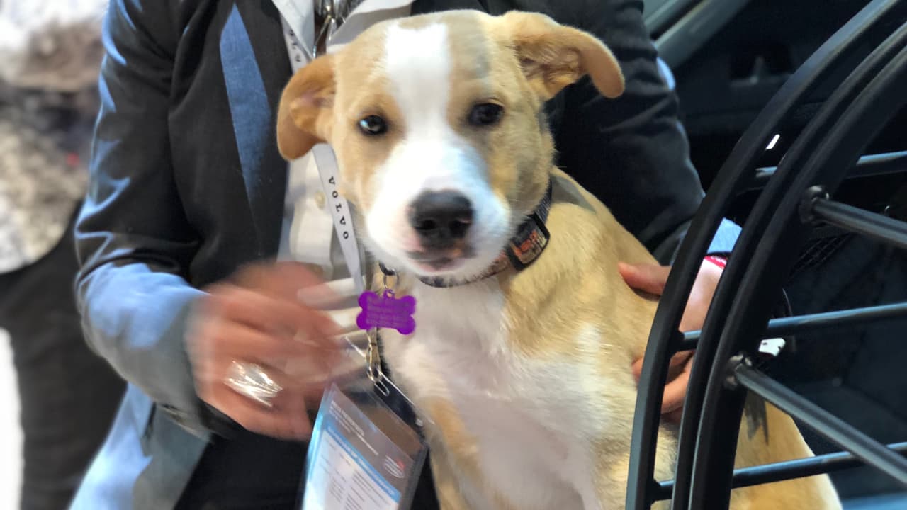 <h3 class="cms-h3-H3">Espectacular: Perros para adopción en el display de Volvo</h3>
<br>
<br>Este es Chubbs, uno de los muchos cachorros presentes en el display de Volvo listo para ser adoptados. No quedó claro si era la intención de Volvo, pero Chubbs y sus colegas se robaron la atención de todo quién visitó el área de exhibición del fabricante sueco.