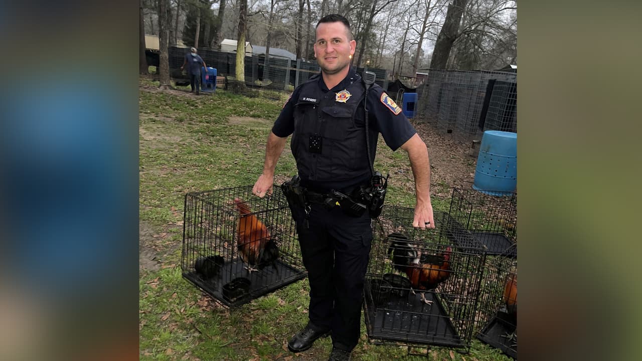 Las peleas de gallos son ilegales en todos los estados. En Texas también el disfrutar de estos eventos es un delito, así como fabricar, vender o poseer materiales para las peleas y transportar a los animales que se van a usar para pelear.