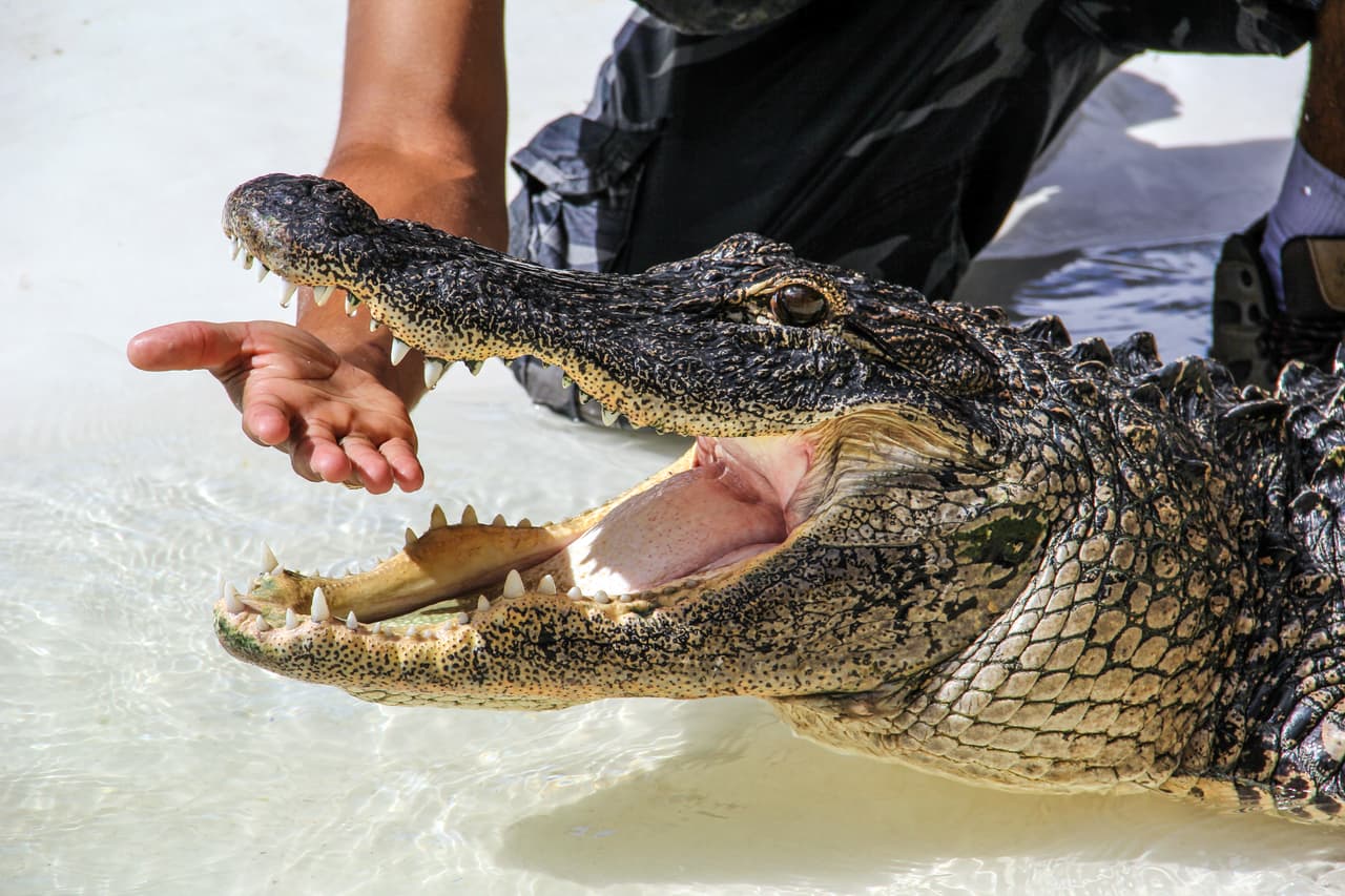 Buscan a persona que abandonó a caimán en aguas del Río Americano en Sacramento