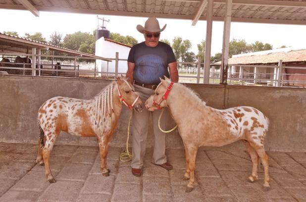 En su rancho 'Los tres potrillos', Vicente Fernández exhibe sus caballos y tiene un especial cariño por los caballos miniatura.