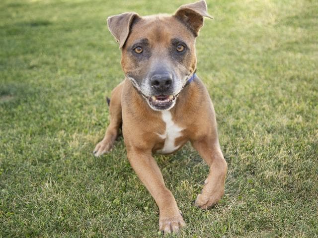 Se trata del objetivo que se ha impuesto este refugio para poder dar un hogar a esto animalitos que tanto lo esperan. Aquí, Rocky, un chico de 9 años.
<br>
