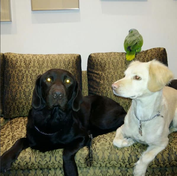 Tiene tres divertidas mascotas, Lola, Maya y Uma.