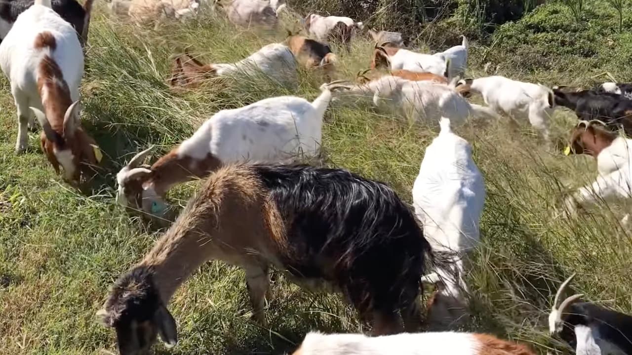 Las cabras están protegidas por una cerca eléctrico mientras realizan su labor y la gente puede visitarlas y verlas a una distancia segura.