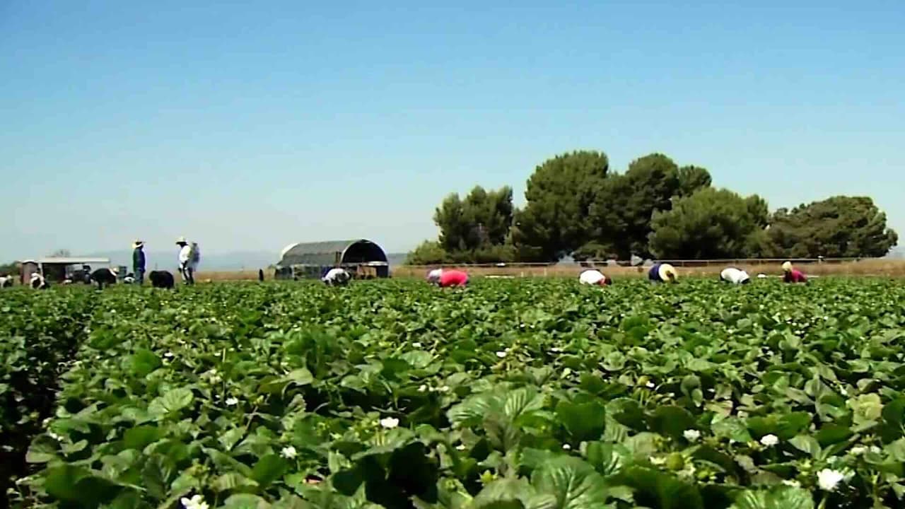 Proyecto ley busca aumentar el salario mínimo de campesinos en California: Así es como avanza