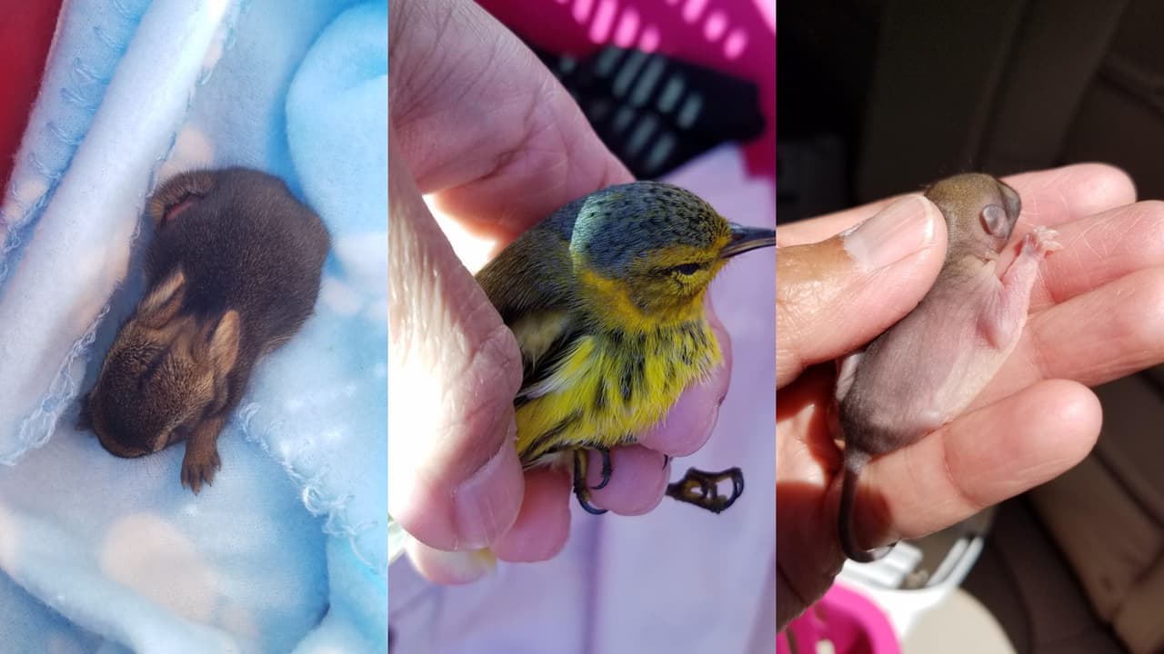 Los voluntarios de la organización ‘Wild Florida Rescue’, han encontrado a varios animales, víctimas del huracán Ian en Florida.