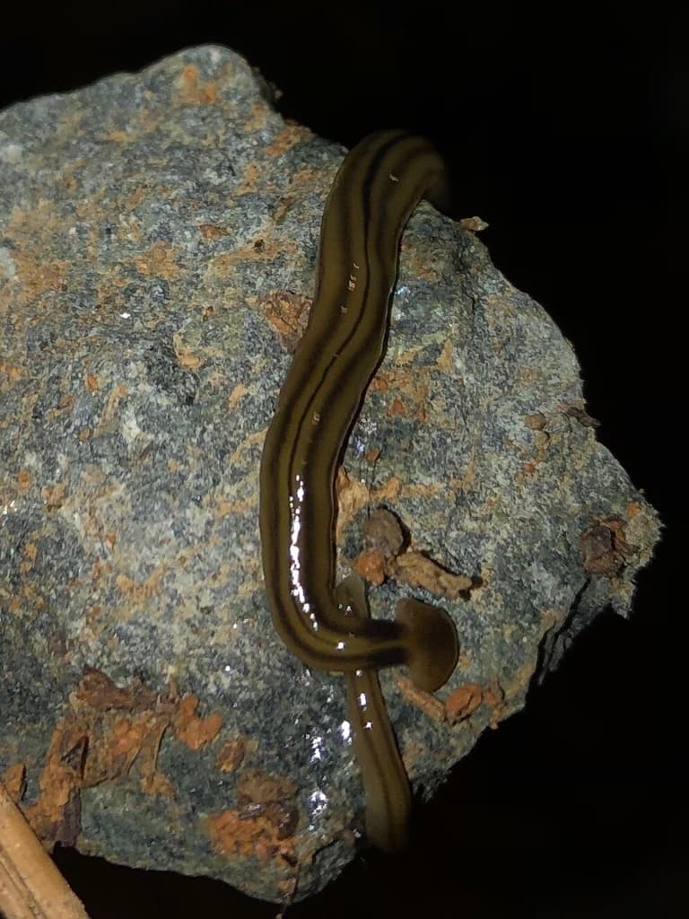 James Murphy, de la Universidad de Georgia, advierte que pueden ser hasta un pie de largos, mientras que sus bocas están en la mitad de la superficie inferior de sus cuerpos y no es sus cabezas.