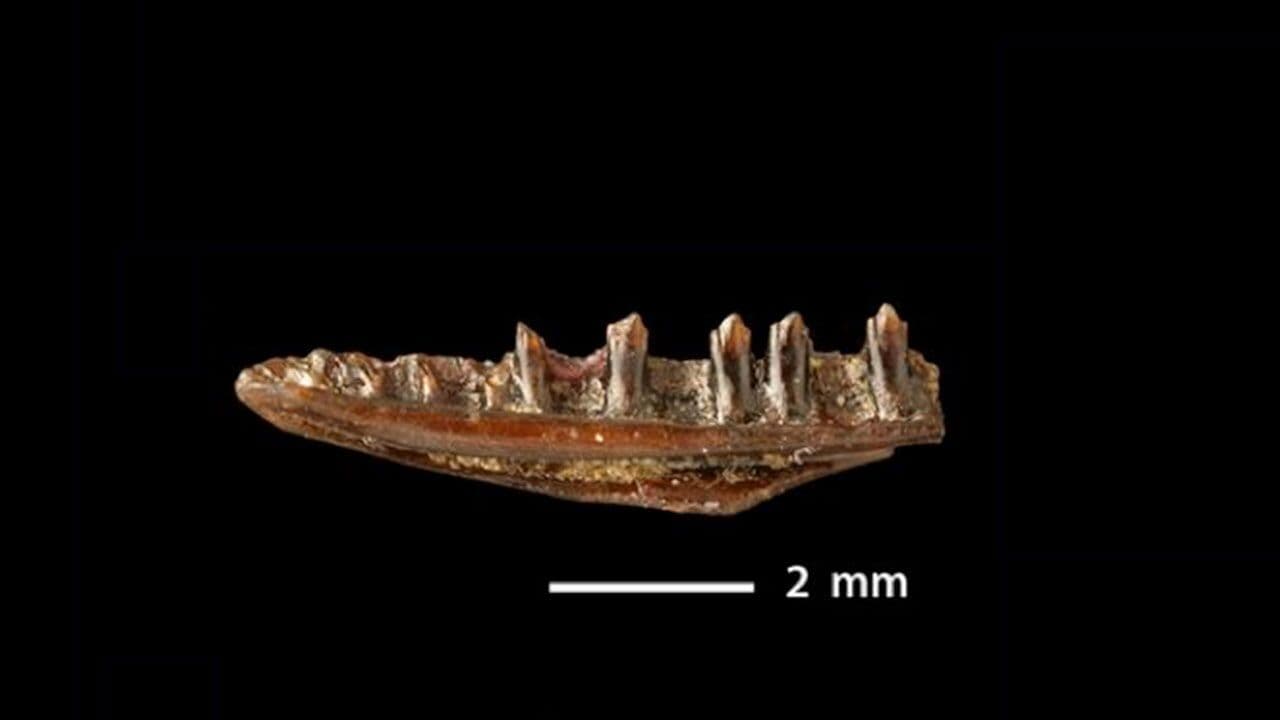 <i>Obamadon gracilis,</i> un lagarto extinto que comía insectos y vivía en la antigua América del Norte. Medía apenas unos 30 centímetros de largo, pero era capaz de devorar los insectos utilizando un conjunto de dientes impresionantemente altos y rectos... como la sonrisa del presidente, dicen los paleontólogos que lo descubrieron el fósil en Hell Creek, Montana. El hallazgo se dio a conocer en diciembre de 2012 en PNAS.