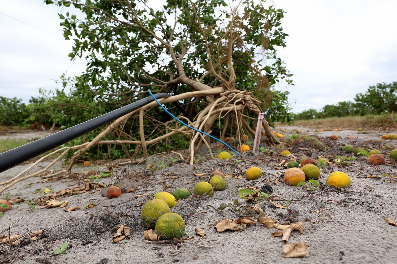 Histórica caída en la producción de cítricos en Florida: la peor en más de un siglo