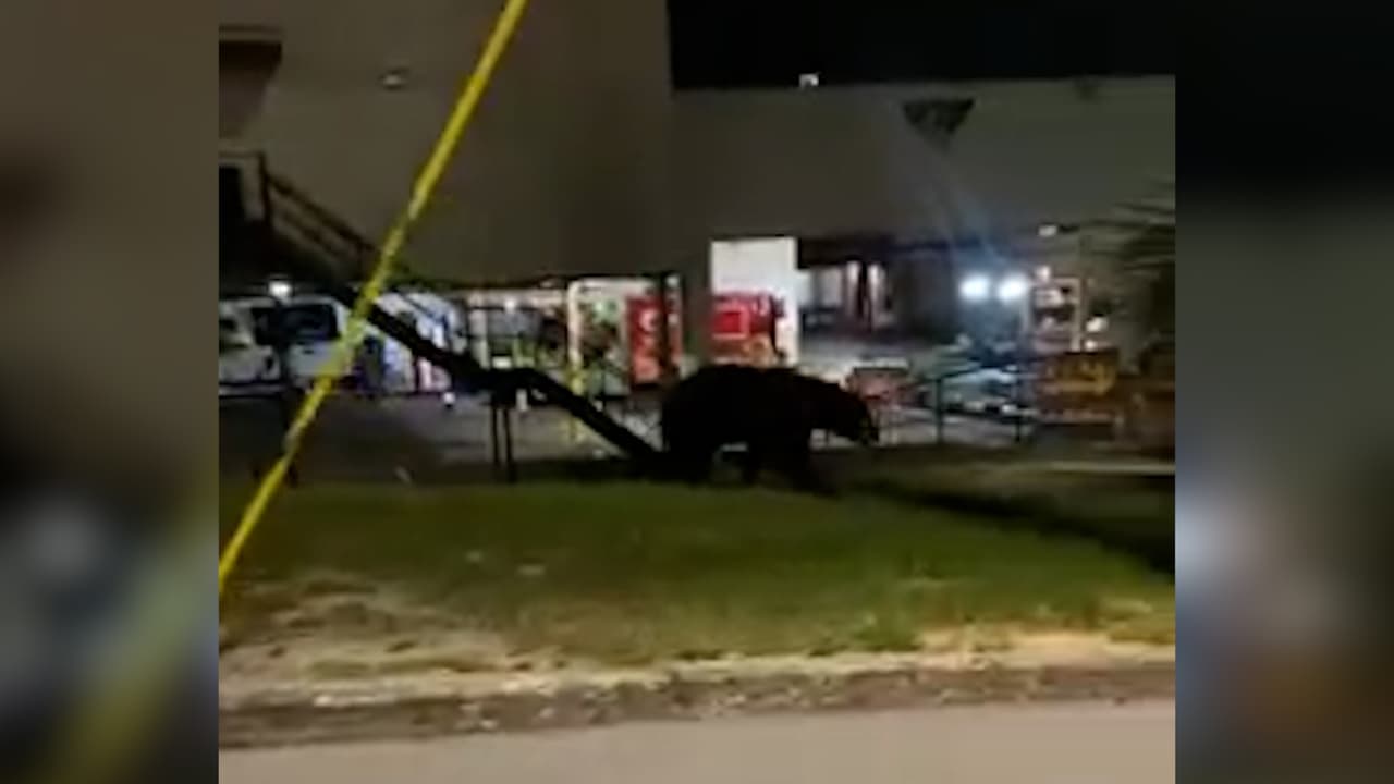 Graban a oso negro caminando por calles de Haines City     