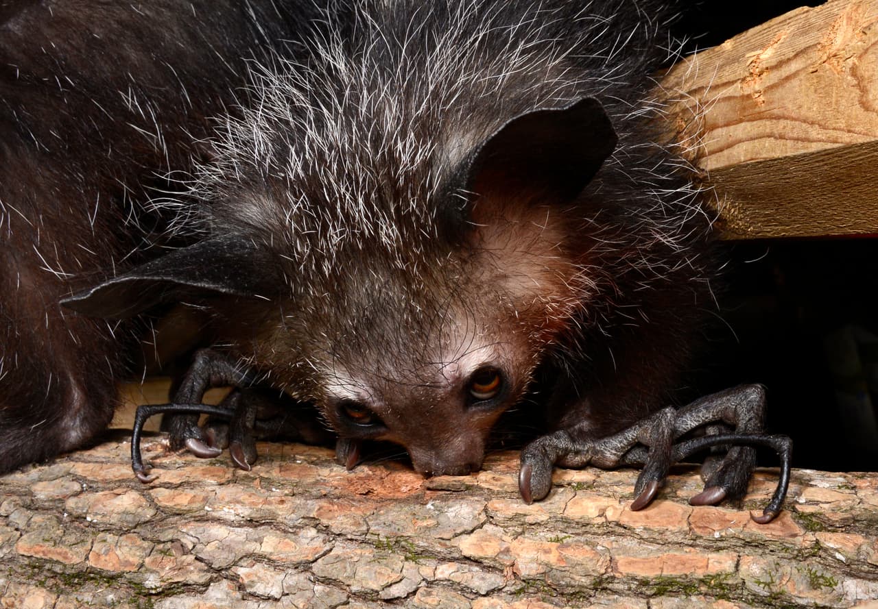 El animal más feo del mundo corre peligro porque lo consideran demoníaco 