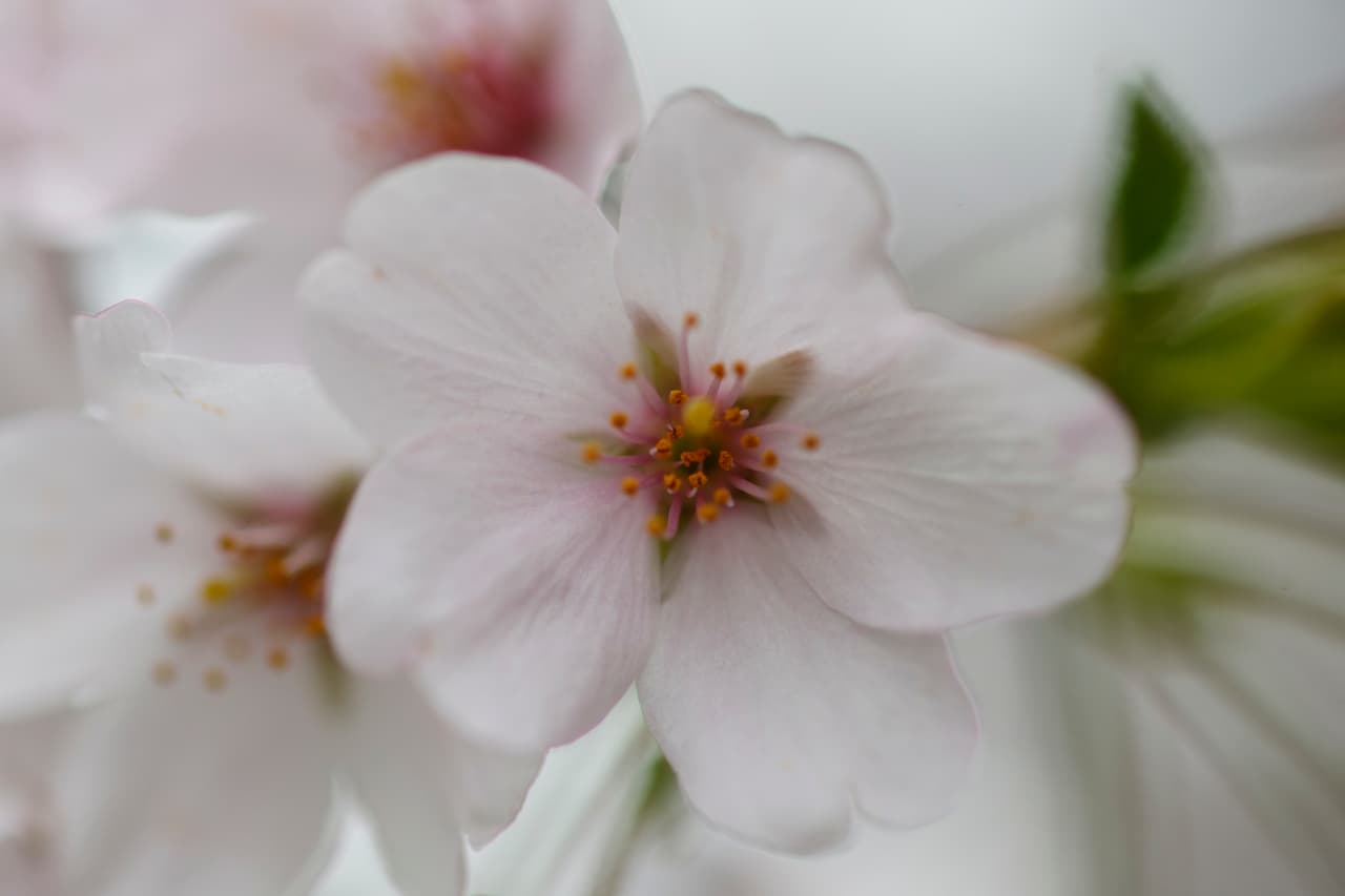 Un regalo de la naturaleza sin par está alistándose en nuestra región.