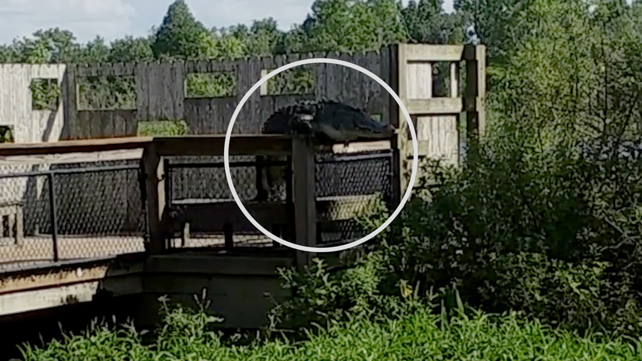 Graban a caimán saltando de un puente en Circle B Bar Reserve