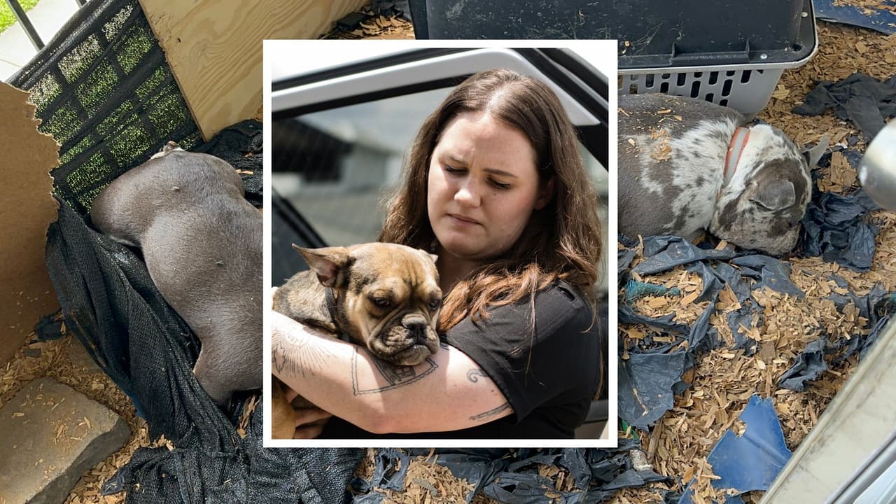 Hallan a dos bulldogs franceses muertos y a un tercero demacrado en el balcón de unos apartamentos