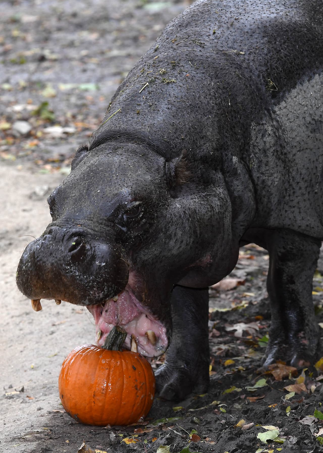 Adele, un hipopótamo pigmeo abre la boca – esta lista para morder su calabaza.