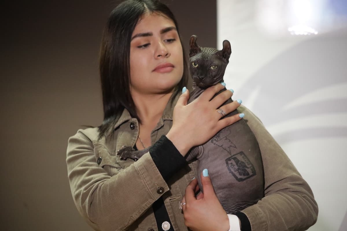 La historia del ‘narco gato’: de su rescate de una cárcel de México a su adopción en Texas