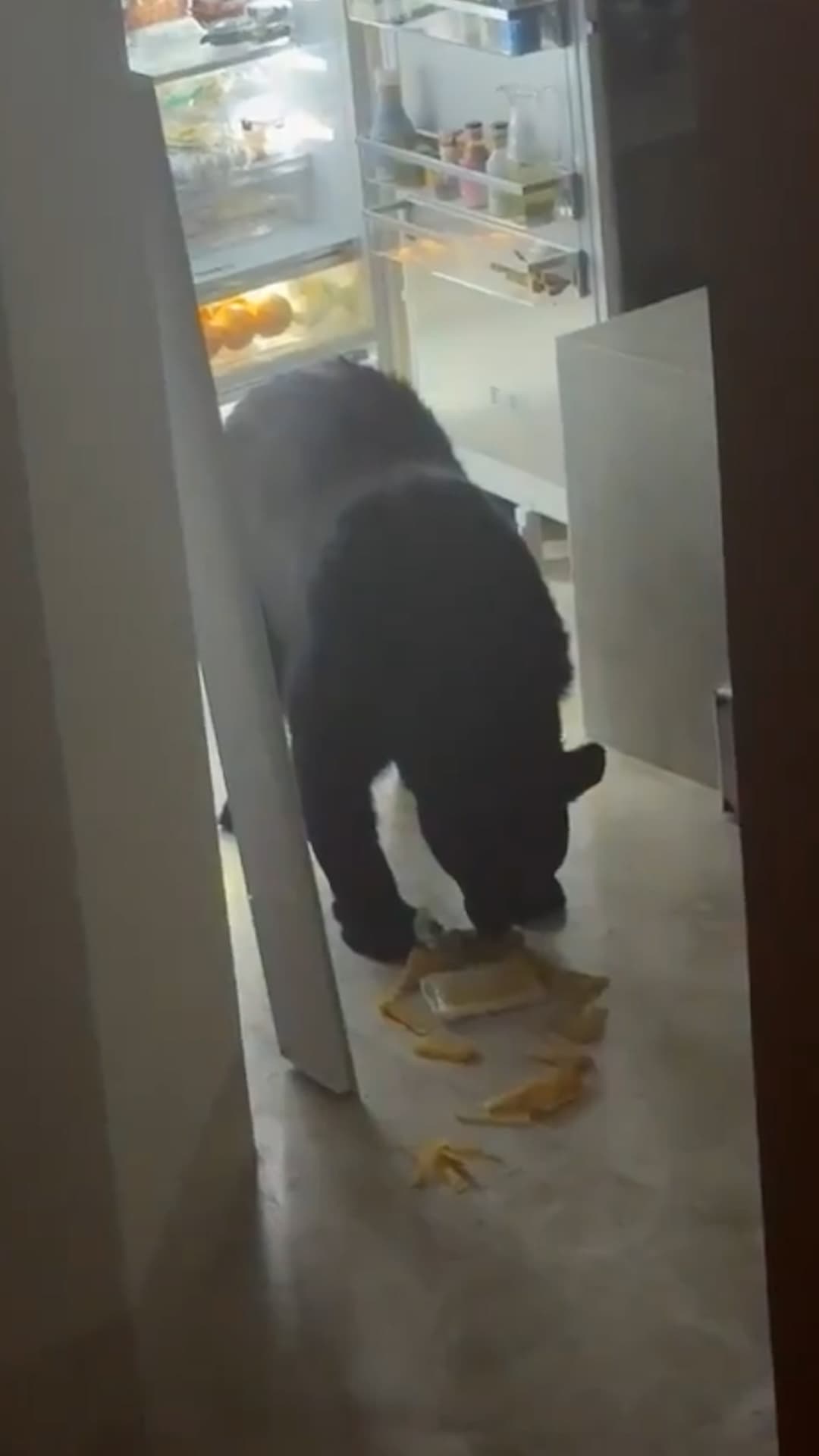 Un oso entra a una casa y se come los tamales del refrigerador