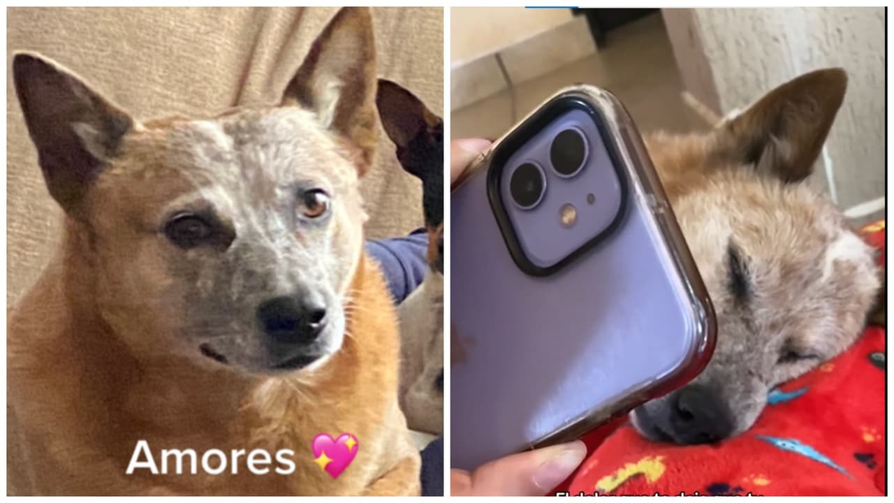 Hombre se despide por videollamada de su perrito antes de que muera: el video te hará llorar