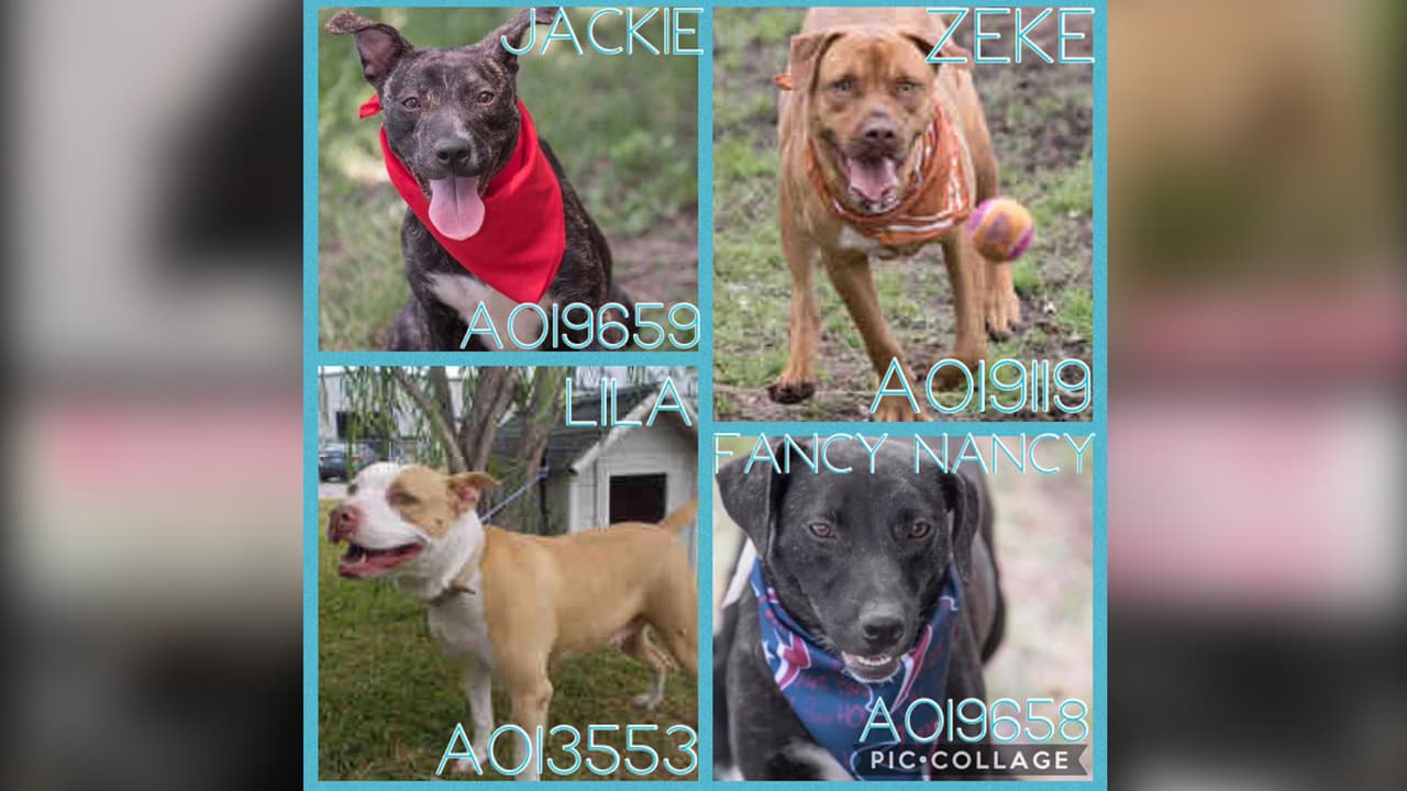 No se cobrará tarifa de adopción para estos 33 perros para así motivar a las personas a que se los lleven a casa.