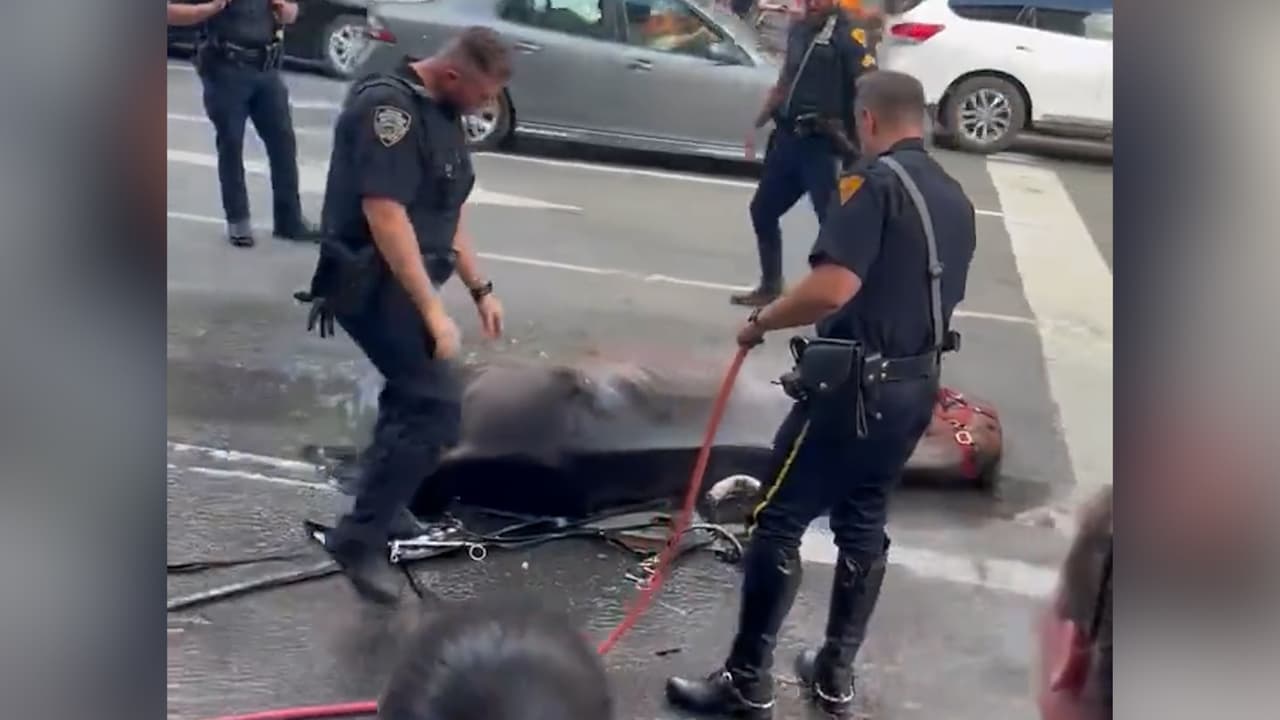 Ryder, el caballo que colapsó en calles de Manhattan fue sacrificado
