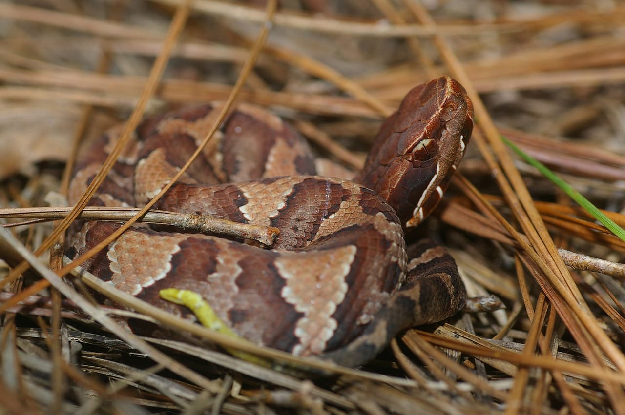 <b>Cottonmouth</b>. Carolina del Norte es el hogar de una sola especie de serpiente de agua venenosa: la boca de algodón o Cottonmouth. La boca de algodón, también llamada mocasín de agua, se encuentra predominantemente en la llanura costera y en algunas partes de los Outer Banks. Su nombre común deriva del color blanco del interior de su boca, que se revela cuando la serpiente abre la boca para defenderse. Las adultas miden de 3 a 4 pies, pero se sabe que alcanzan los 6 pies. El récord es de 74 pulgadas.