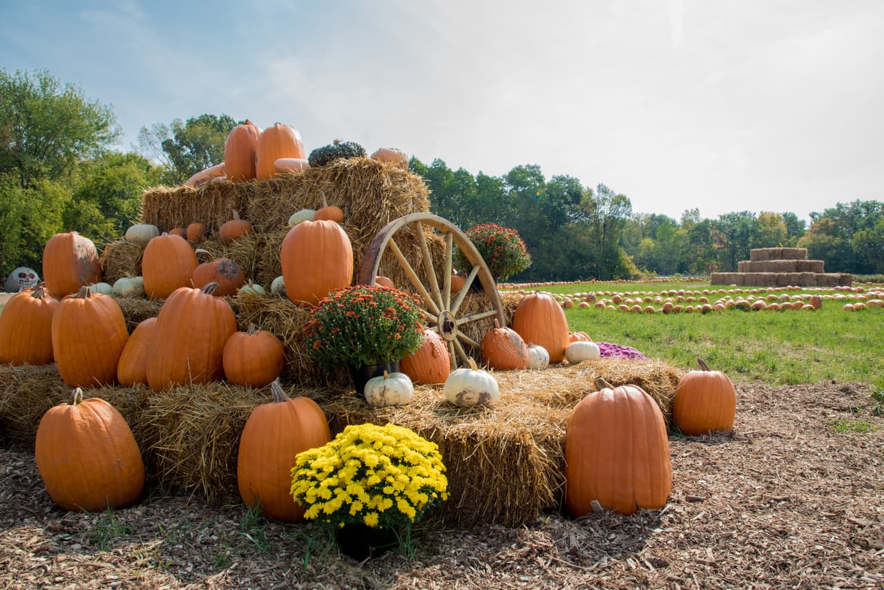 <h2 class="cms-H2-H2">Round Rock Pumpkin Festival</h2>
<br>
<br>Dónde: 3400 E Palm Valley Boulevard, Round Rock, Texas
<br>Cuándo: Del 28 de septiembre al 27 de octubre
<br>$: 10 dólares
<br>