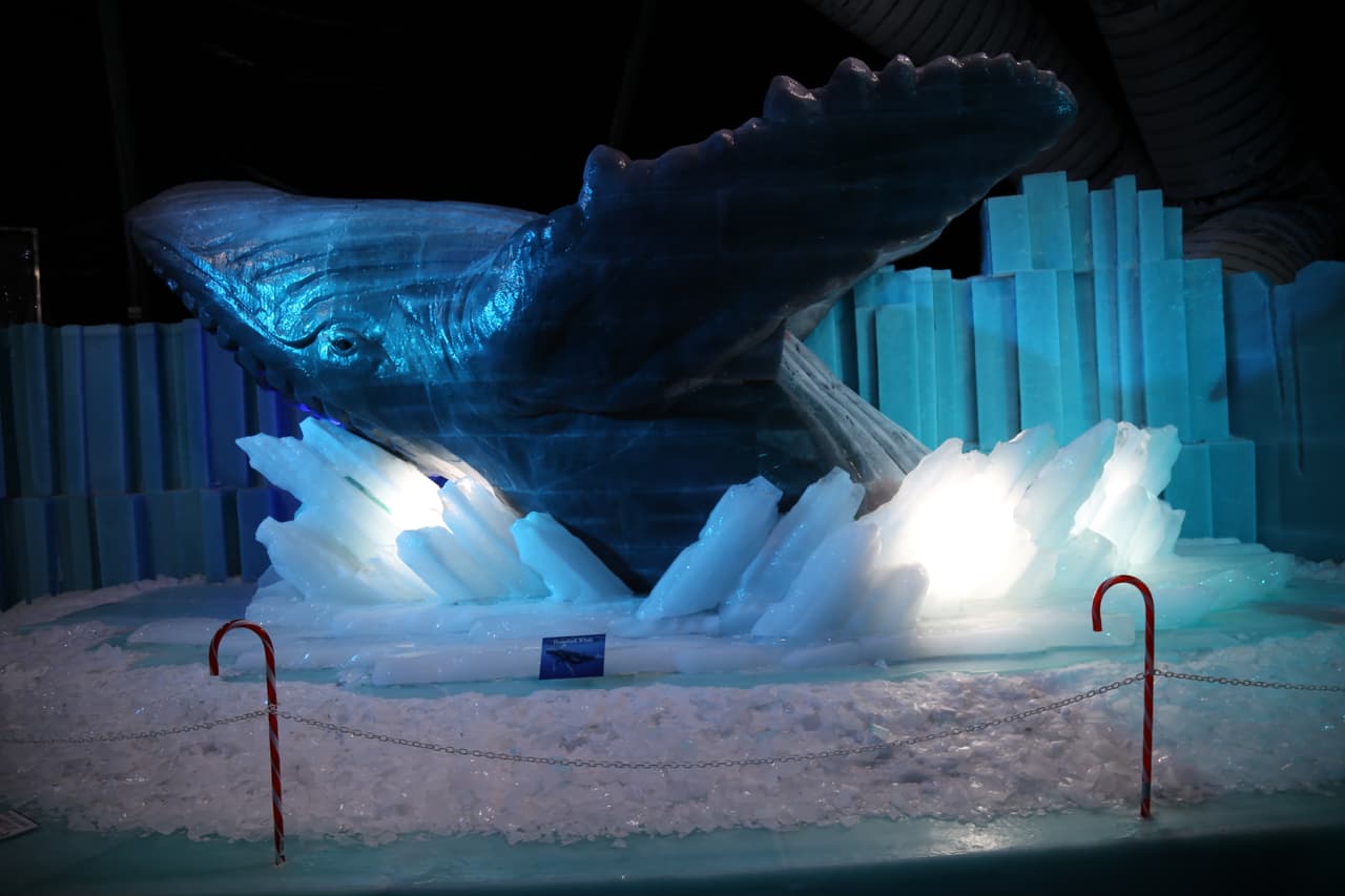 Una enorme ballena jorobada, una especie que puede tener una longitud de 12 a 16 m y un peso aproximado de 36,000 kg.