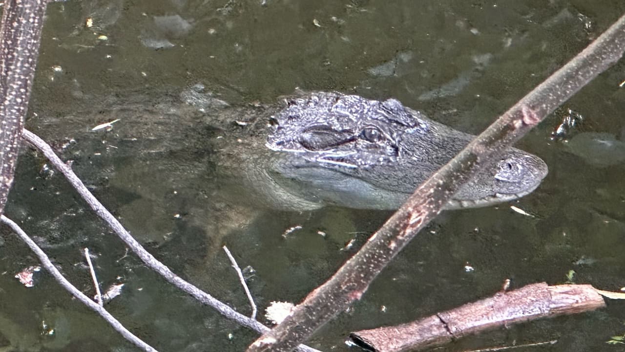Esta imagen del caimán es el pasado domingo 7 de julio, cuando unos paseantes fueron sorprendidos por el animal. Esta
<b> no es la primera vez que reportan avistamientos de caimanes en el norte de Texas</b>,
<a href="https://www.univision.com/local/dallas-kuvn/captan-a-dos-caimanes-nadando-en-un-popular-lago-del-norte-de-texas-video" target="_blank">también habían sido vistos un par nadando muy tranquilos por el lago de Eagle Mountain. </a>