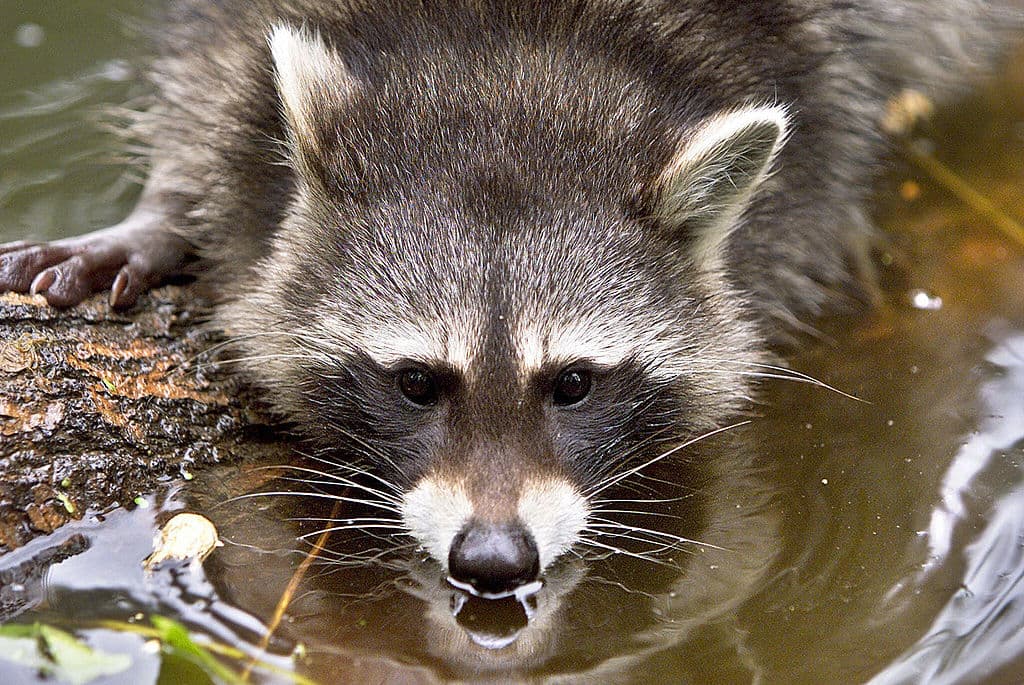 Un mapache atacó a una niña de cuatro meses, la sacó de su cama y le hizo serios rasguños en la cara