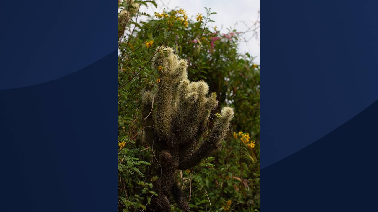 ¿Vas de excursión con frecuencia? Expertos 
<b>aconsejan llevar un peine </b>en tu próxima ruta de senderismo como una medida de seguridad. “Si se le pega un segmento de cholla en la ropa o la piel, 
<b>puede usar el peine para quitarlo sin pincharse los dedos</b>”, indica Kat Rumbley del Tucson Botanical Gardens. 
<br>
