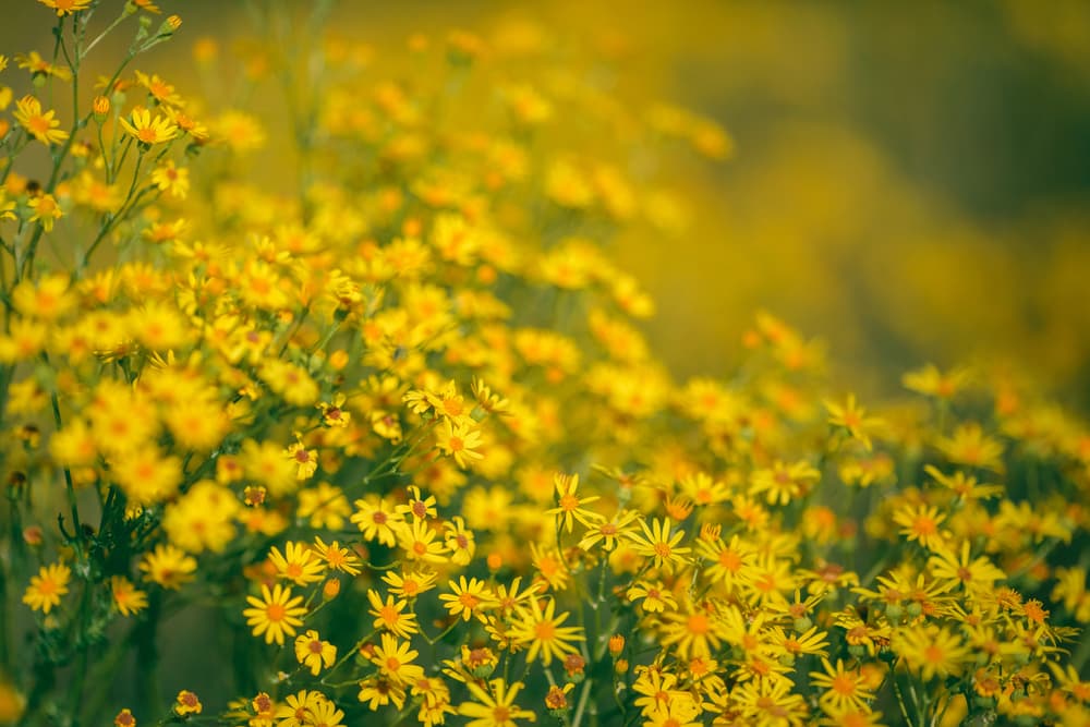 Además es un potente antiinflamatorio que combate dolores estomacales y de cabeza, y actúa contra infecciones graves. Inclusive, se dice que su ingrediente hipericina es un potente antiviral y antibacteriano que combate hasta el cáncer, la hepatitis y el VIH.
