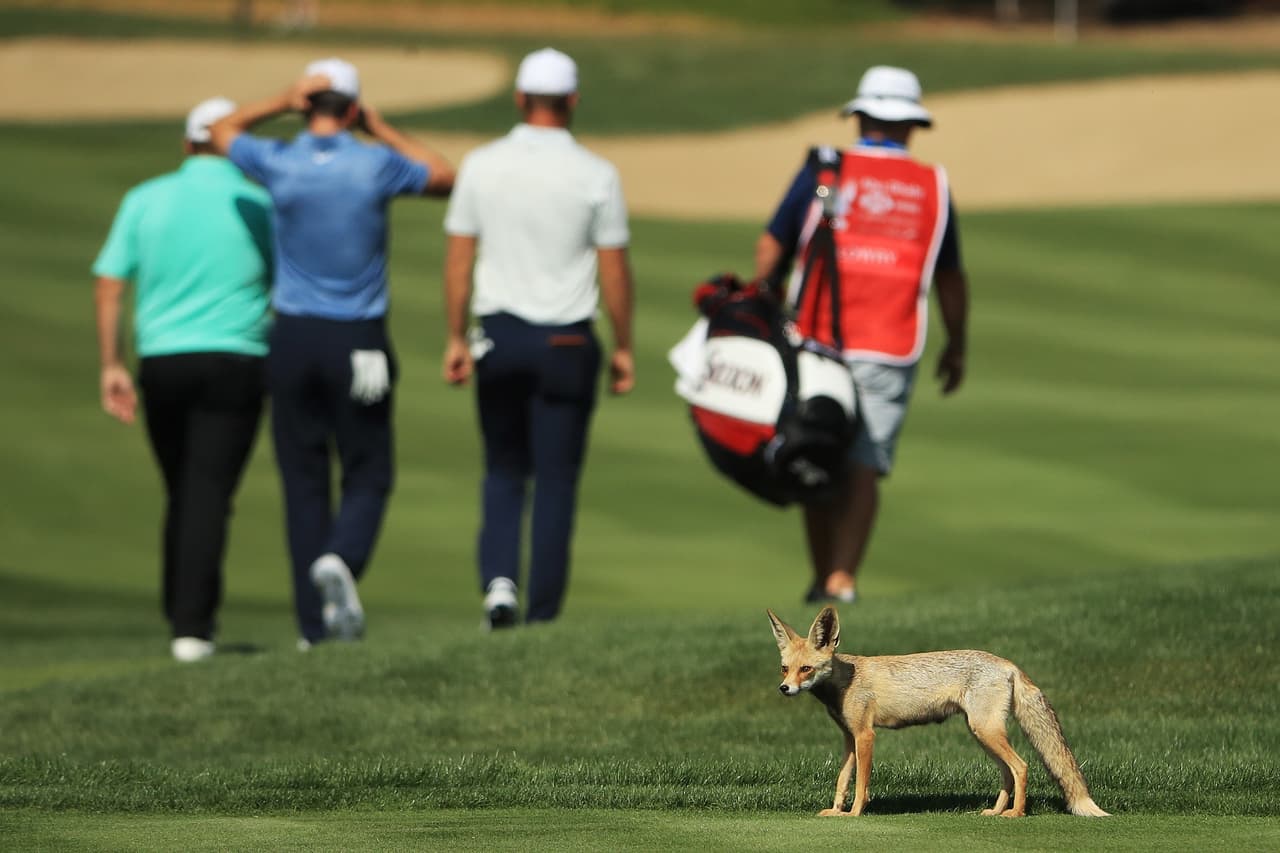 Un zorro del desierto atraviesa los campos de golf mientras se llevaba a cabo el Campeonato de Golf HSBC en Abu Dhabi.