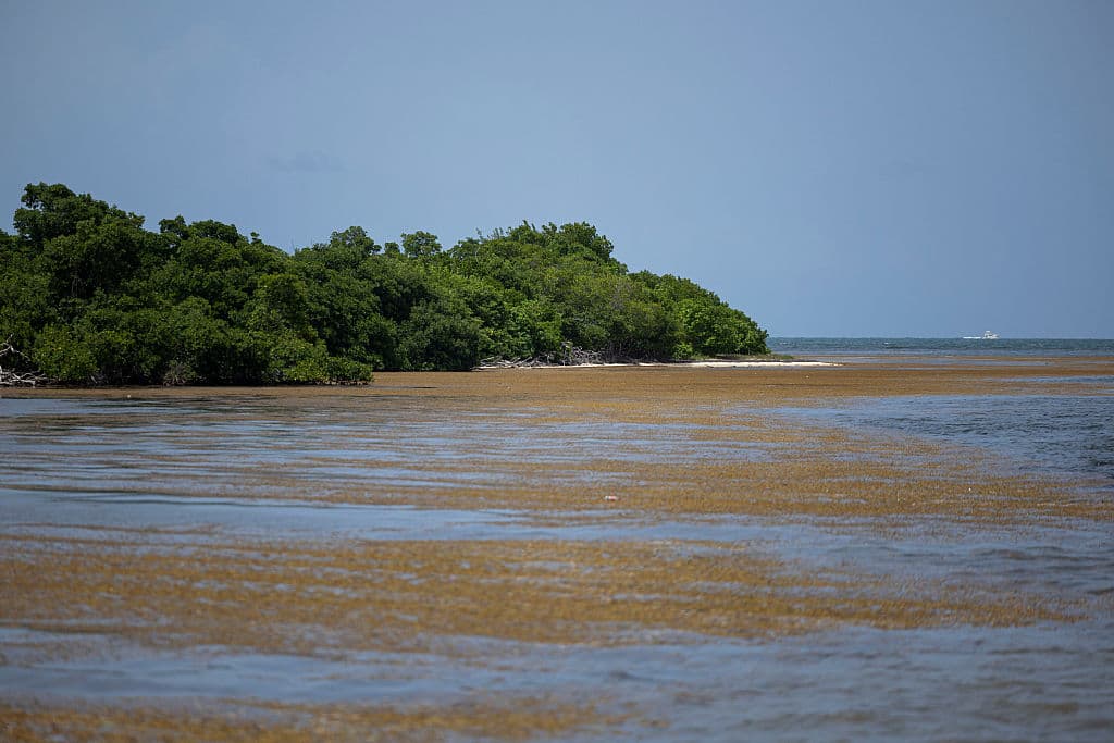 <b>Esfuerzos científicos buscan frenar el problema en el mar: </b>Investigadores de la Universidad Atlántica de Florida recibieron $1.3 millones para estudiar formas de recolectar el sargazo en mar abierto, antes de que llegue a las costas.
<br>