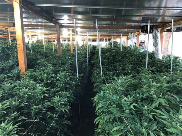 Los agentes recibieron unos tips informativos y realizaron órdenes de registro para los cultivos. c