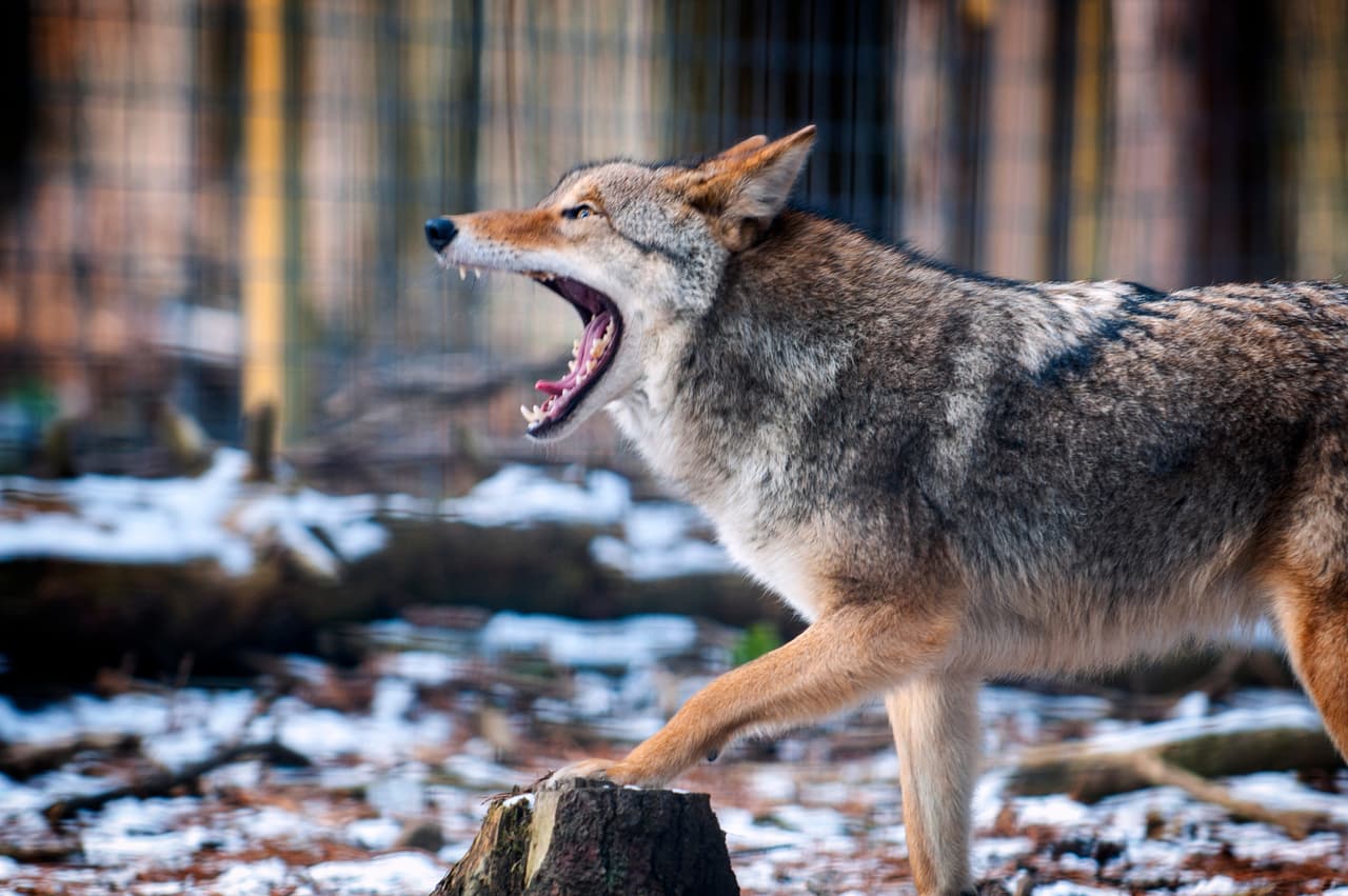 Coyote rabioso ataca a personas y perros en Westchester: autoridades emiten alerta