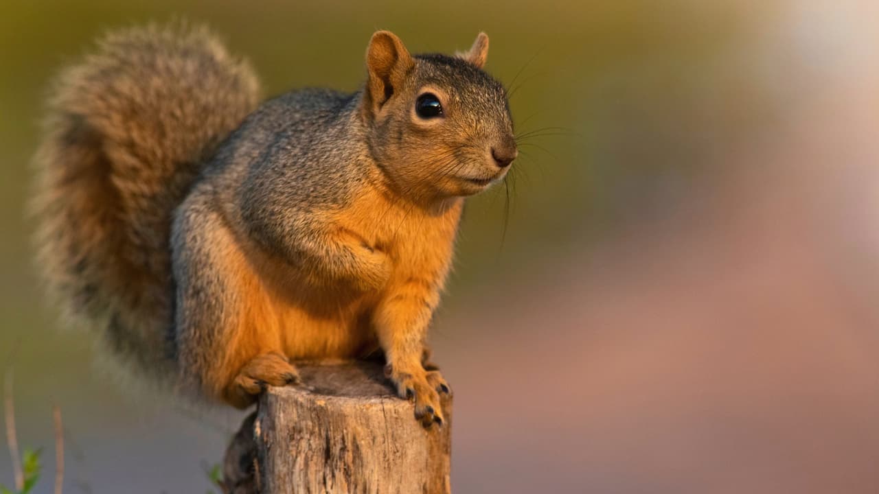 <h3 class="cms-H3-H3">¿Es cierto que olvidan su comida? </h3>
<b>Aquí hay una parte de verdad:</b> las ardillas entierran nueces y bellotas para comerlas después, especialmente cuando llega el invierno.
<br>
<br>Y aunque recuerdan o encuentran muchas de sus reservas gracias al olfato,
<b>no consiguen recuperarlas todas.</b>
<br>
<br>Según las autoridades de vida silvestre de Texas,
<b>una sola ardilla zorro puede enterrar varios miles de nueces pecanas en apenas tres meses. </b>
<br>
<br>Algunas de las que
<b>quedan bajo tierra terminan germinando. </b>
<br>
<br>Así que, sin proponérselo, estos animales
<b>ayudan a que crezcan nuevos árboles.</b>
<br>
<br>
<b>También hay otros detalles curiosos: </b>no comen solamente nueces, su dieta incluye frutas, hongos, semillas e insectos.
<br>
<br>
<b>Tampoco hibernan,</b> aunque durante el invierno pueden pasar varios días descansando.
<br>
<br>Y esa cola que tanto las caracteriza les sirve
<b>para mantener el equilibrio, protegerse del frío e incluso amortiguar una caída.</b>