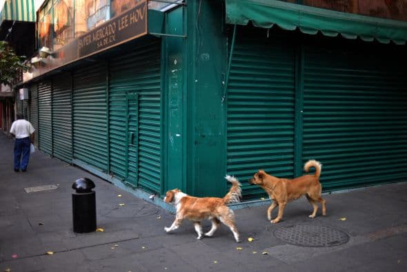 La electrocutación se repite de dos a más veces para que el perro muera. Este método es uno de los más utilizados porque implica un menor gasto.