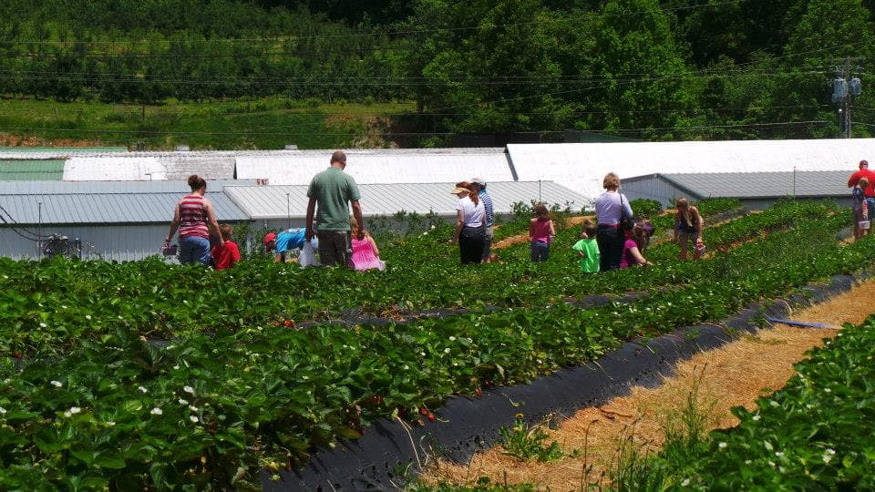 Actualmente cultivan fresas, arándanos, moras, duraznos, nectarinas y manzanas, de acuerdo con la temporada del año.