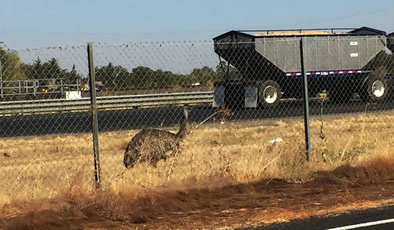 Rescatan a una distraída ave silvestre de la carretera 99