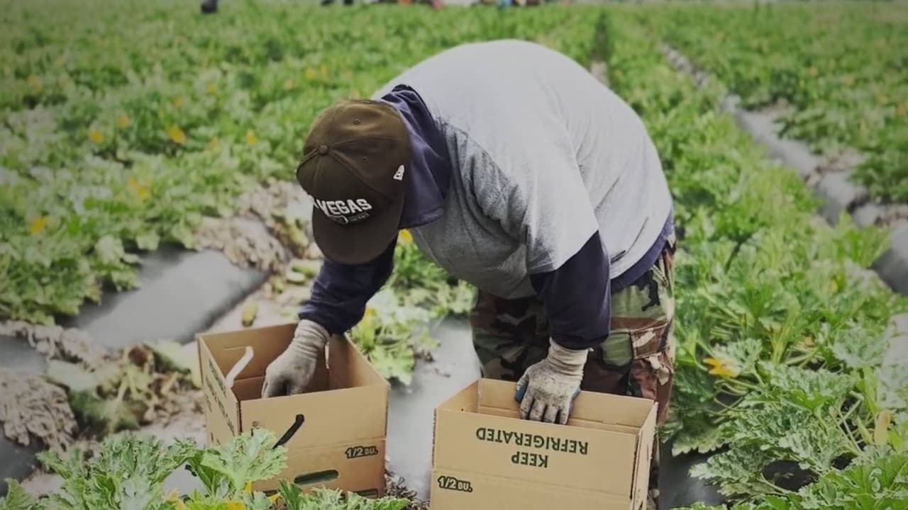 Trabajadores del campo temen quedarse sin agua y descanso por nueva normativa