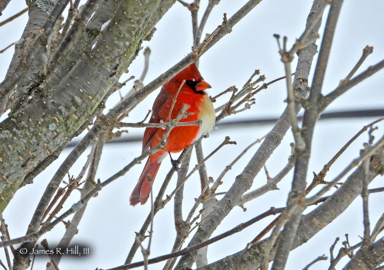 Imagen captada por Jamie Hill el sábado 20 de febrero de 2021 en Grand Valley en el condado de Warren, Pennsylvania.
