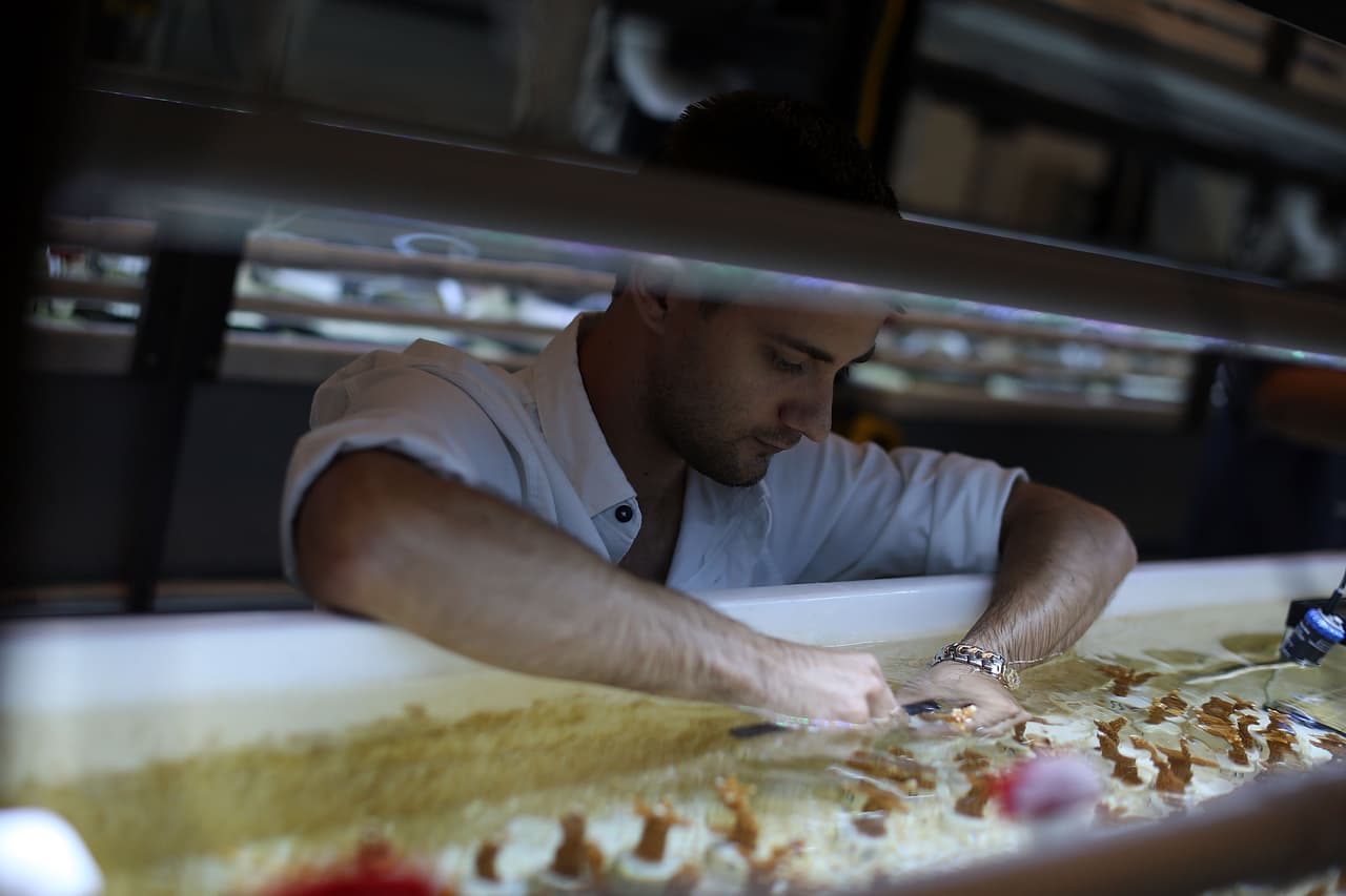 Los océanos han absorbido gran parte del aumento de calor y eso se puede constatar en los primeros 700 metros (aproximadamente 2,300 pies) de su superficie donde se registra un alza de 0.302 grados Fahrenheit desde 1969. Philip Kushlan, busca maneras de ayudarle a los corales a sobrevivir.