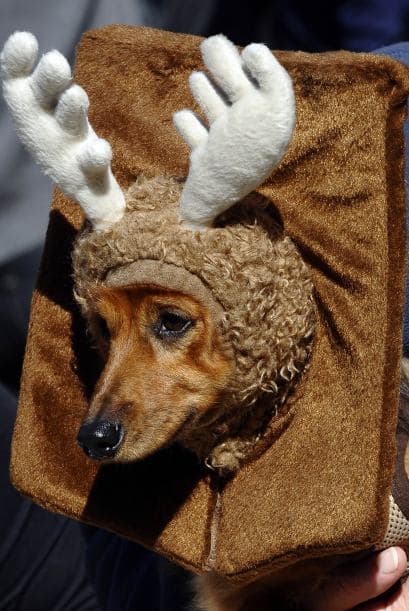 El perro disfrazado de reno, ya no sabía si era navidad o Halloween.