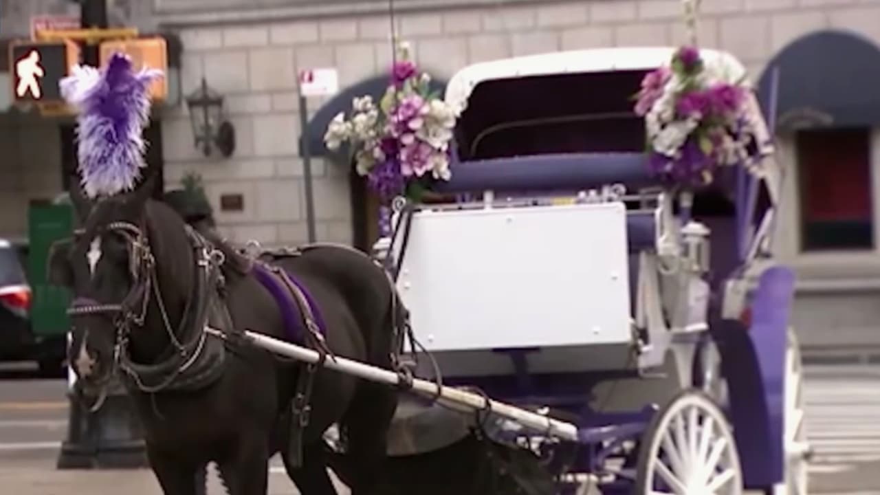Preocupación entre cocheros por propuesta para eliminar carruajes tirados por caballos en NYC