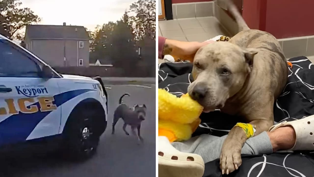 Policía balea a un perro pitbull en Nueva Jersey y le imputa cargos a sus dueños por dejarlo suelto